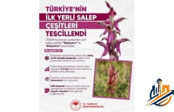Türkiye’den Tarımda Tarihi Devrim: İlk Yerli Salep Çeşitleri "Balyumru" ve "Bolyumru" Tescillendi!